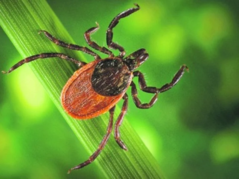 Как защититься от клещей